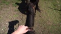 A man rides a horse top view. A riding horse goes on the farm.