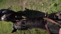 A man rides a horse top view. A riding horse goes on the farm. Vertical video.