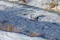 man rides a hovercraft in winter on the frozen river Istra in the Moscow region, Russia Royalty Free Stock Photo