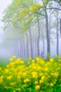 A man rides a scooter in the park. Alley during the fog. Trees in a row. Soft light during sunrise. Royalty Free Stock Photo