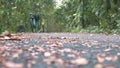 A man riding bicycle on the forest track in Bang Krachao, Thailand.