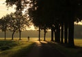 Man riding bike at sunset on a road bordered by trees