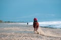 Man riding on a brown galloping horse along Ayia Erini beach against a rough sea Royalty Free Stock Photo