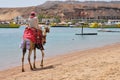 Man riding camel along beach Royalty Free Stock Photo