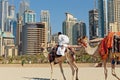 A man riding a camel on the beach Royalty Free Stock Photo
