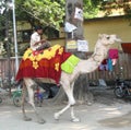 Man riding camel outside the Karma Tharjay Chokhorling Buddhist Temple Bodhgaya India Royalty Free Stock Photo