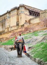 A man riding elephant at Amber Fort in Jaipur, India