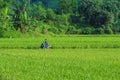 A man riding motorbike on rice field in Hanoi, Vietnam