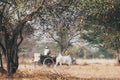 Man riding old wooden cart driven by a white buffalo in the rural area of Bagan, Myanmar Royalty Free Stock Photo