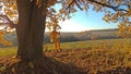 A man riding on a swing, tied to an autumn oak. Autumn romance. Lonely tree, oak