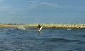 A man riding a water scooter Summer vacation in the tropical sea The hobby of a young man riding the sea Royalty Free Stock Photo