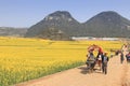 Man riding a waterbuffalo for the tourists among the rapeseed flowers fields of Luoping in Yunnan China .