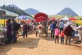 Man riding a waterbuffalo for the tourists among the rapeseed flowers fields of Luoping in Yunnan China .