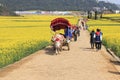 Man riding a waterbuffalo for the tourists among the rapeseed flowers fields of Luoping in Yunnan China .