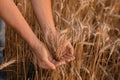 Man in ripe wheat spikelets field, closeup Royalty Free Stock Photo