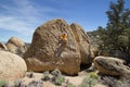 Man Rock Climbing Royalty Free Stock Photo