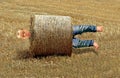 Man rolled up in farming hay bale accident stuck between a rock and a hard place Royalty Free Stock Photo