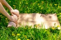 Man rolling her mat after a yoga class on a green meadow on a summer sunny day