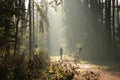 a man running across forest trail on foggy autumn morning practices jogging along path in the coniferous sunshine fog surrounds Royalty Free Stock Photo