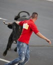 Man running behind a bull. Tourada a corda. Terceira. Azores