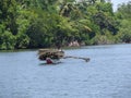 Man in a boat collecting firewood in Sri Lanka