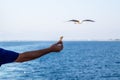 A man`s arm offering food to a seagull, blue sea in the background, sea gull blurred