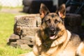 Purebred German Shepherd Dog Canine Pet Laying Down Royalty Free Stock Photo