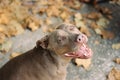 Man`s best friend, smiling happy dog, American Pit Bull Terrier looking at camera with copy space to add text or wording. Canine