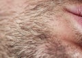 Young man`s chin skin texture covered with hair and beard bristles of different color and length Royalty Free Stock Photo