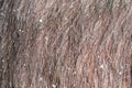 man`s dandruff in the hair Royalty Free Stock Photo