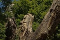 Man`s face sculpted in a tree