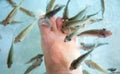Man`s feet in fish spa aquarium. Doctor fish in glass fishtank. South Asia pedicure procedure. Royalty Free Stock Photo
