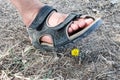 A man`s foot in a sandal steps on a standalone yellow dandelion growing among the dried grass