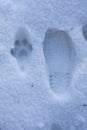 A man's footprint and a lynx's paw print