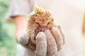 A man`s gloved hand holds a cute little wild prickly hedgehog curled up in a ball and with leaf and flower on the head. rescue an