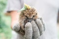 a man`s gloved hand holds a cute little wild prickly hedgehog curled up in a ball and with leaf and flower on the head. rescue an