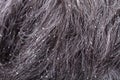 Man`s Hair With Dandruff Royalty Free Stock Photo