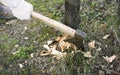 a man's hand with an axe, spring cutting down of sick garden trees Royalty Free Stock Photo