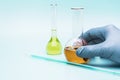 A man`s hand in a blue medical glove holds a glass laboratory flask liquid. The concept of medical and chemical analyzes and Royalty Free Stock Photo