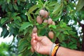 Brown Spodilla fruit with leaves on tree Royalty Free Stock Photo