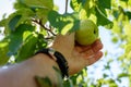 A man`s hand with a clock rips a ripe green Apple from a tree branch on a Sunny day close-up in the first person Royalty Free Stock Photo