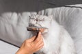 Man`s hand combing grey persian cat. Sweet cat enjoying while being brushed.