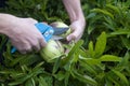 Man`s hand cutting two pepino dulce or Solanum muricatum with robust garden scissors