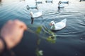 Man's hand Feeding the flock of white Domestic Geese swimming in lake in evening. Domesticated grey goose are poultry used for me Royalty Free Stock Photo