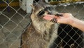 Man`s hand feeds raccoons through the zoo`s cage netting. Animals in captivity