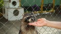 Man`s hand feeds raccoons through the zoo`s cage netting. Animals in captivity