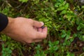 hand with fresh ripe blueberrie