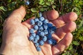 Man`s hand full of freshly picked blueberries Royalty Free Stock Photo