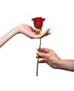Man's hand giving a rose to a woman