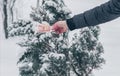 A man`s hand in a grey jacket is getting a five thousand Russian roubles banknote from a snow covered juniper tree. Concept Royalty Free Stock Photo